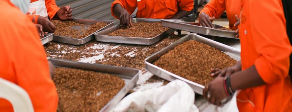 Harnessing Organic Waste to Support the Food Value Chain