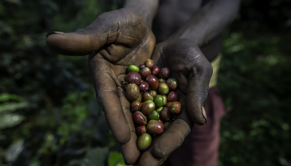Boosting Ugandan Smallholder Coffee Farmers