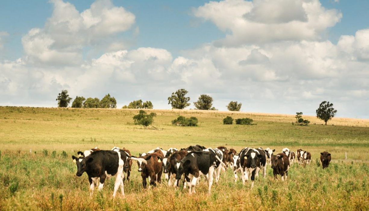 Veterinary Pharma Manufacturing Deal Support