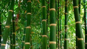 Bamboo Pulp And Paper Investor Presentation