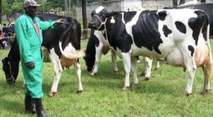 Dairy Market Assessment: Kenya