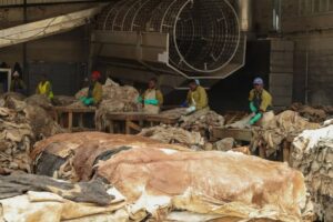 Investment Memorandum for a Green Leather Tannery Plant in Rwanda