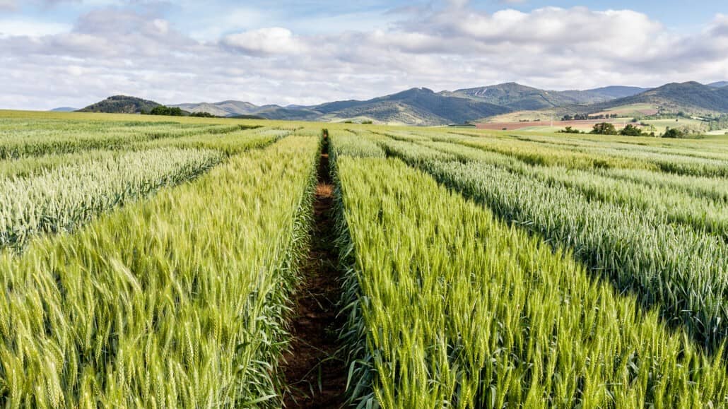 Enhancing Rwanda’s Agricultural Productivity