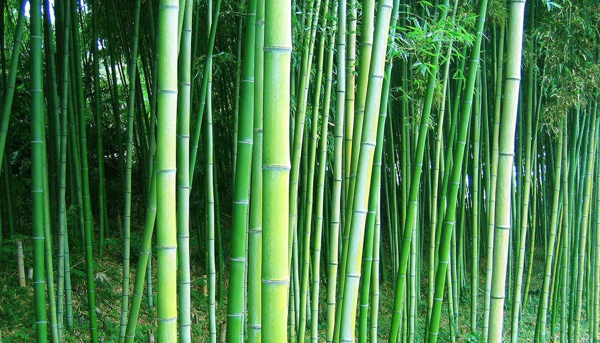 Pioneering Production of Green Construction Materials