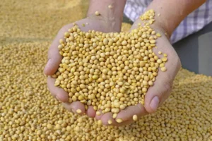 MA UK FCDO Mozambique - Oilseeds value chain investment case