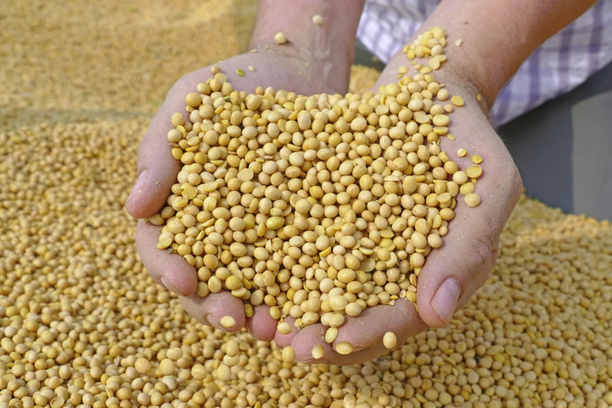 ma-uk-fcdo-mozambique-oilseeds-value-chain-investment-case