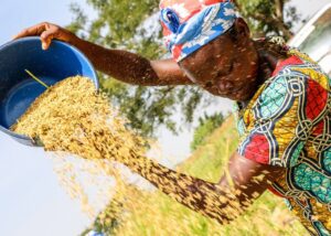 MA UK FCDO Mozambique - Rice value chain investment case