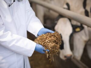 Nigeria Livestock Feed