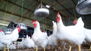 Nigeria Livestock Poultry