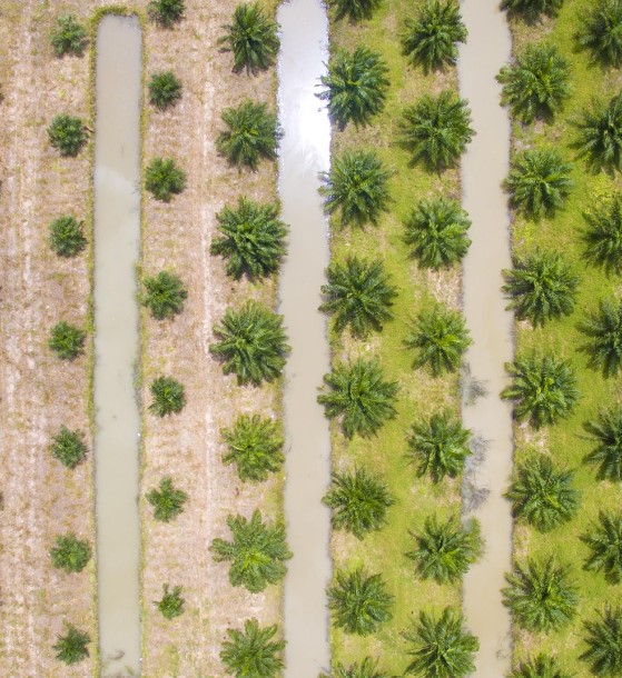 Nature supply chain image